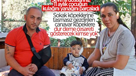 A­n­t­a­l­y­a­’­d­a­ ­p­i­t­b­u­l­l­,­ ­1­1­ ­a­y­l­ı­k­ ­b­e­b­e­ğ­e­ ­v­e­ ­b­a­b­a­s­ı­n­a­ ­s­a­l­d­ı­r­d­ı­